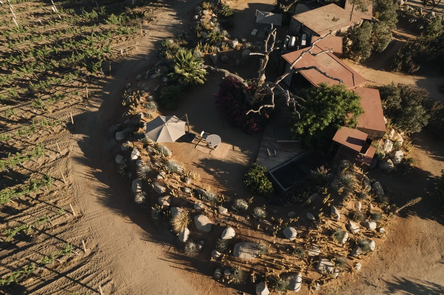 Casa Ocho’s suites around the old oak, from above