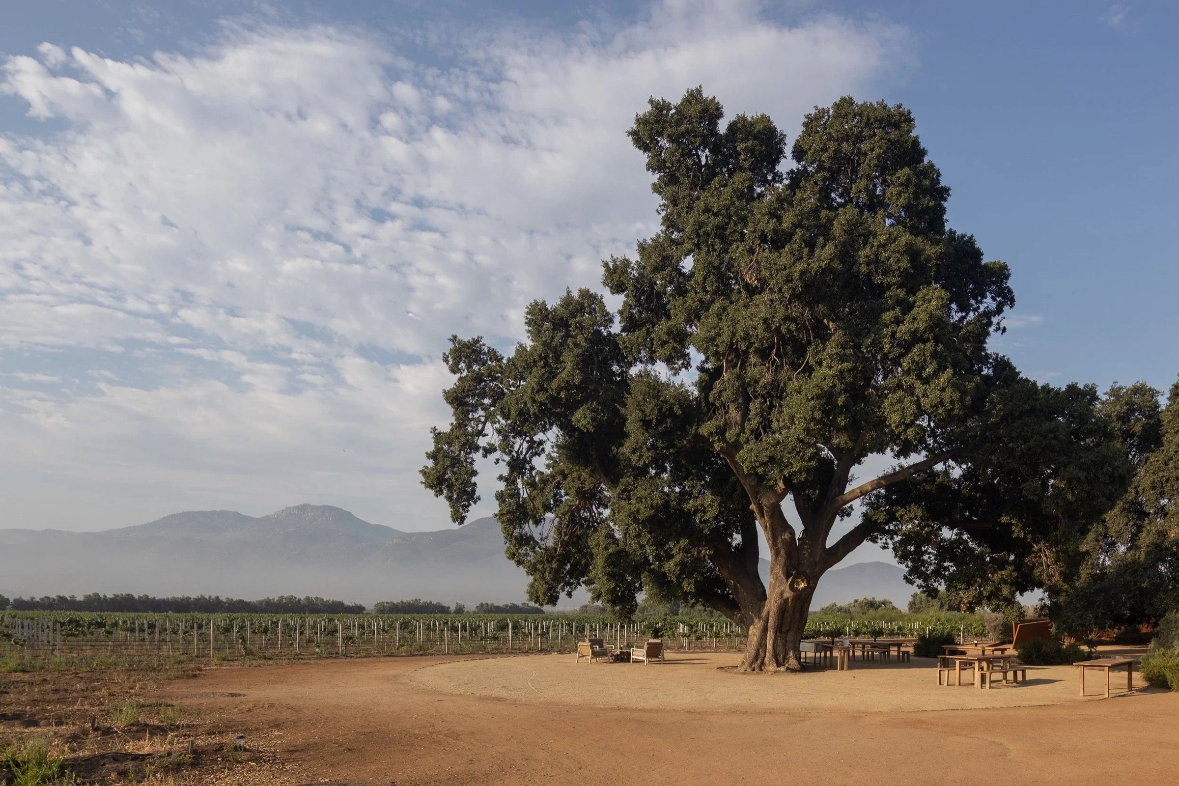 The old oak at Casa Ocho, where we’ll say I do